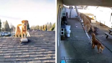 Photo of Guy Working On His Roof Turns Around And Sees — His Dog