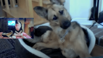 Photo of German Shepherd Is Hilariously Confused By Talking Husky And Over 2M Have Watched