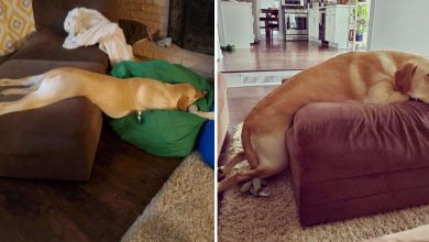 Photo of Dog Always Chooses The Strangest Positions For His Naps