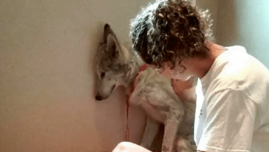 Photo of Lonely Wolf-Dog Refuses To Leave Corner Of His Kennel, Until He Meets His Soulmate