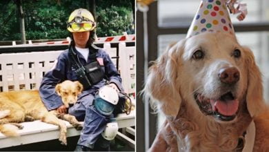 Photo of Bretagne, last known living 9/11 rescue dog, celebrates 16th birthday with an epic New York City trip