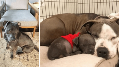 Photo of Heartbroken Pitbull Who Lost Her Puppies Finds Purpose With Orphaned Puppy