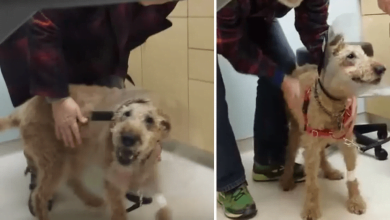 Photo of Blind Dog Sees Family For The First Time After Surgery And He Can’t Contain His Joy