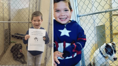 Photo of Boy goes to animal shelter to adopt a dog, uses allowance to rescue 2 other dogs