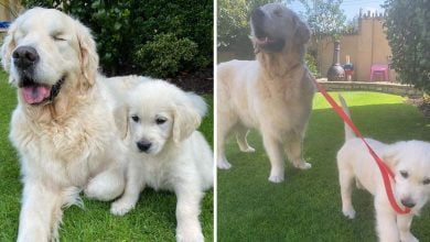 Photo of Blind Golden Retriever Gets A Guide Puppy To Help Him Navigate The World Around Him