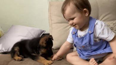 Photo of German Shepherd And Baby Meet For First Time