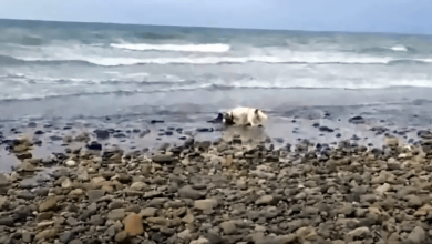 Photo of Dog Saves Stranded Baby Dolphin On Beach