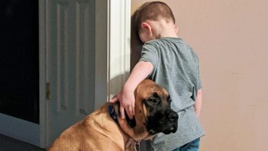 Photo of Dog Accompanies 3-Year-Old Boy During Timeout So He Won’t Feel Lonely