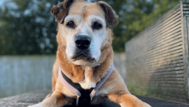 Photo of Dog Came Into Shelter As A Puppy—11 Years Later She’s Still Waiting For A Home Of Her Own