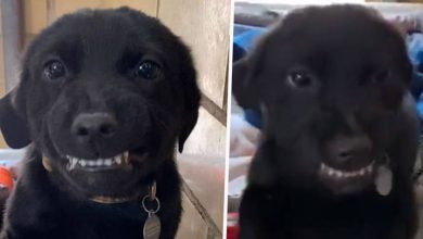 Photo of Smiling Puppy Shows Teeth To Everyone At Louisiana Dog Shelter Hoping To Find Forever Home
