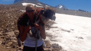 Photo of Woman Finds Injured 55-Pound Dog Alone On Mountain And Lifts Him Onto Her Shoulders