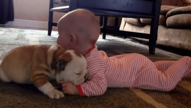 Photo of Bulldog Puppy Showers His Baby Sister With Kisses In Adorable Video