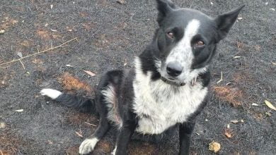 Photo of Meet Patsy, the Collie Who Saved 900 Sheep from the Australian Bushfires