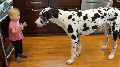 Photo of Giggling Little Girl Tries To Teach Her Great Dane Best Friend How To Sit For Treats