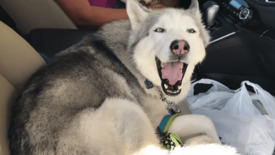 Photo of Stubborn Husky Claims The Front Seat And Earns 11M Views When Human Tries To Kick Him Out
