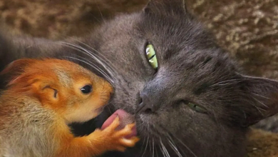 Photo of 4 orphaned baby squirrels adopted by a cat (Video)