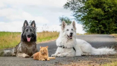 Photo of A cat rescued and educated by two dogs thinks he is one of them