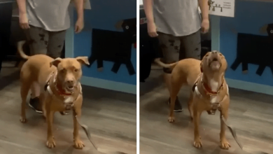 Photo of Dog Howls With Joy When He Learns He’s Being Adopted After 1,250 Day Wait