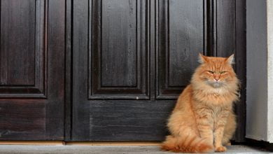 Photo of From guard cats to shoes up chimneys: how to protect your home from witches, fairies … and burglars