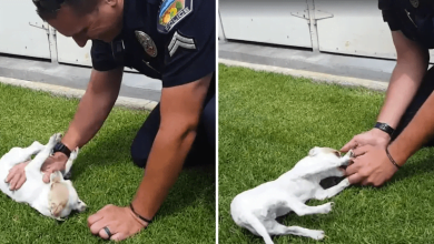 Photo of Puppy Reunites With The Police Officer Who Saved His Life