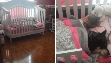 Photo of Mom Can’t Find Senior Dog, Then She Checks The Baby’s Crib