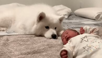 Photo of Sweet Dog Finds Perfect Way To Welcome Home Baby Sister