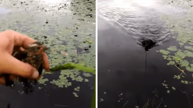 Photo of Heroic Dog Leaps Into Water To Save Drowning Bird