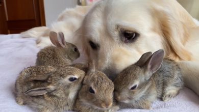 Photo of Adorable Baby Bunnies Think This Golden Retriever Is Their Dad