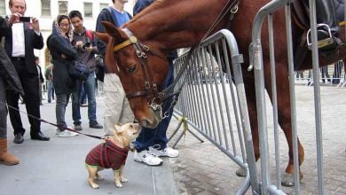Photo of French Bulldog Jumps For Joy After Meeting Police Horse
