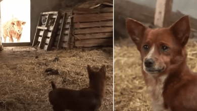 Photo of Dog Cries Tears Of Joy When He Finally Reunites With Cow Who Raised Him