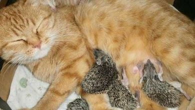 Photo of Momma Cat Cares For Orphaned Baby Hedgehogs As If They’re Her Own