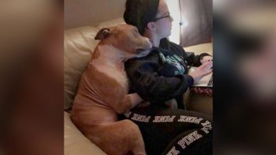 Photo of The woman adopts sad pit bull. The dog can not stop hugging her