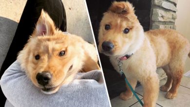 Photo of Adorable One-Eared Golden Retriever Puppy Looks Like a Magical Unicorn