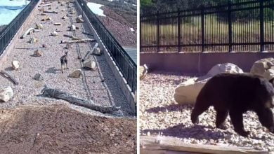 Photo of Video Reveals All The Animals This Utah Highway Overpass Has Saved
