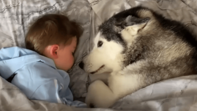Photo of Husky Refuses To Get Out Of Bed, But Agrees To Share It With Toddler
