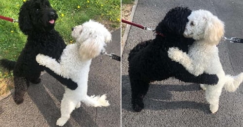 Dog Siblings Meet On The Street And Immediately Recognize Each Other