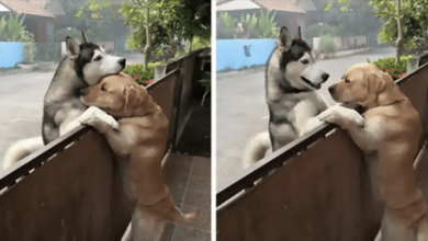 Photo of Lonely Dog Can’t Take It Anymore So He Escapes To Hug His Best Friend