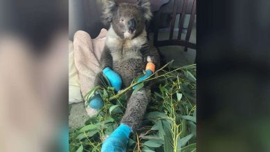 Photo of Koala Who Burned All 4 Paws In Fires Is So Happy To Finally Be Safe