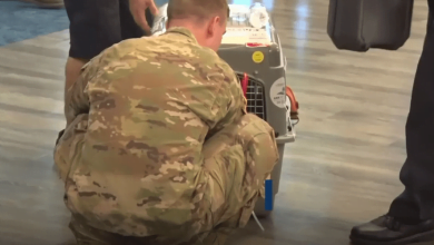 Photo of Soldier Gets Back The Puppy He Rescued Overseas
