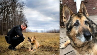 Photo of Beloved Service Dog Gets a Final Goodbye From The Ottawa Police After 9 Years of Service