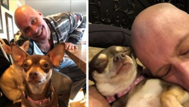 Photo of Heartbroken Man Who Was Saved By Chihuahua Has Now Rescued Over 30 Tiny Dogs