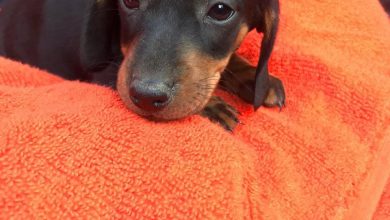 Photo of Meet Zoro, a poor baby dachshund found in the trash