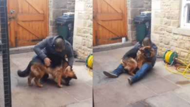 Photo of German Shepherd Cries Out And Collapses Into His Owner’s Arms After Months Apart