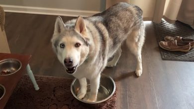 Photo of A Stubborn Husky Stands In An Empty Bowl Of Water And Howls To Attract Mom’s Attention