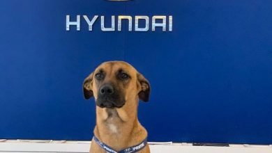 Photo of Stray Dog Keeps Coming Back To Car Dealership Until They Give Him A Job