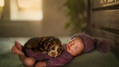 Photo of A Photographer Shoots Newborn Babies Snuggling With Animals, And The Pics Are Beyond Adorable