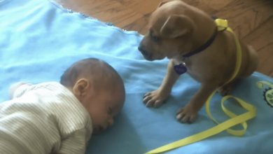 Photo of Baby Falls Asleep And Puppy Decides She Wants A Nap Too