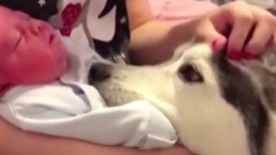 Photo of Husky Meets Newborn Baby And Falls In Love