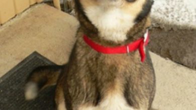 Photo of Your dog’s nose knows no bounds – and neither does its love for you