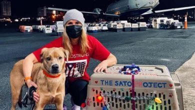 Photo of Dog Takes Cross-Country Journey Home, But Gets Adopted By Someone Else